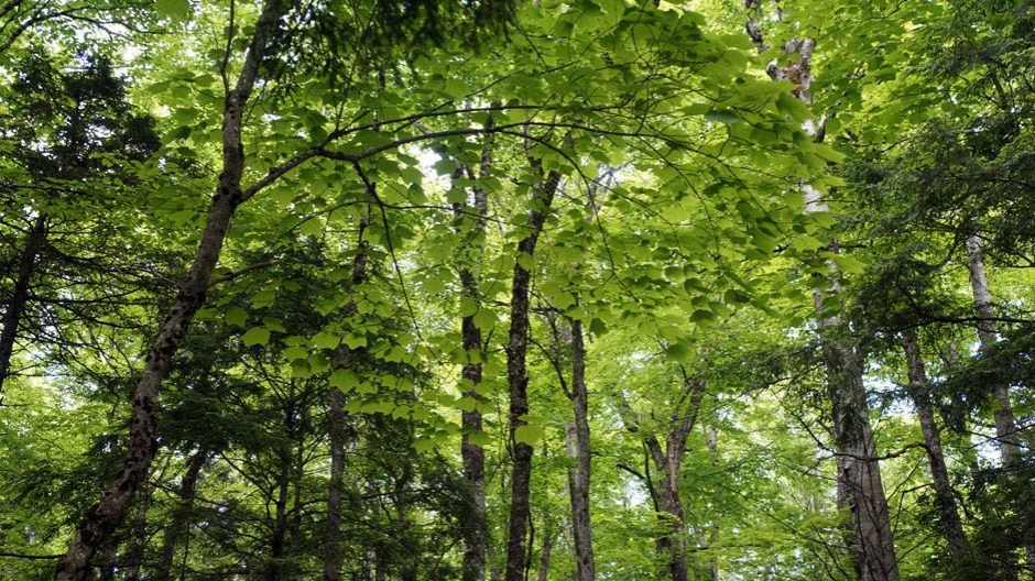 Nova Scotia Forest Matters