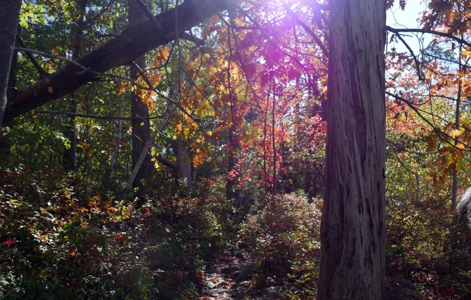 Nova Scotia Forest Matters