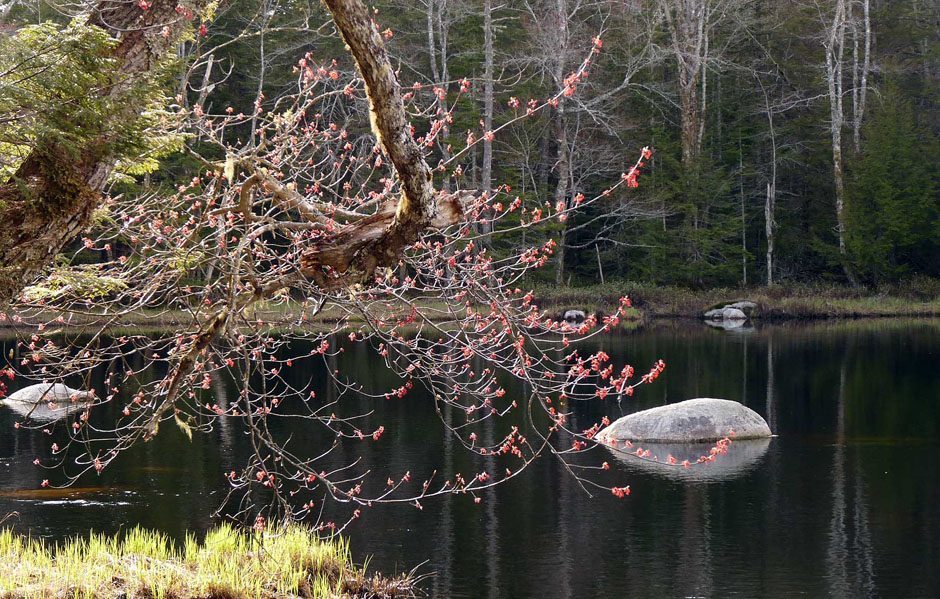 Nova Scotia Forest Matters