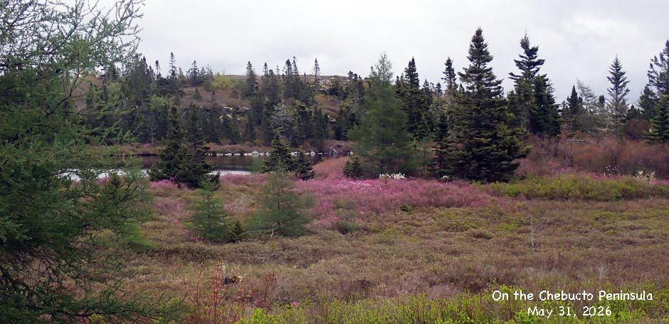 Nova Scotia Forest Matters