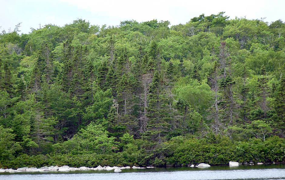 Nova Scotia Forest Matters