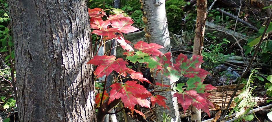 Nova Scotia Forest Matters